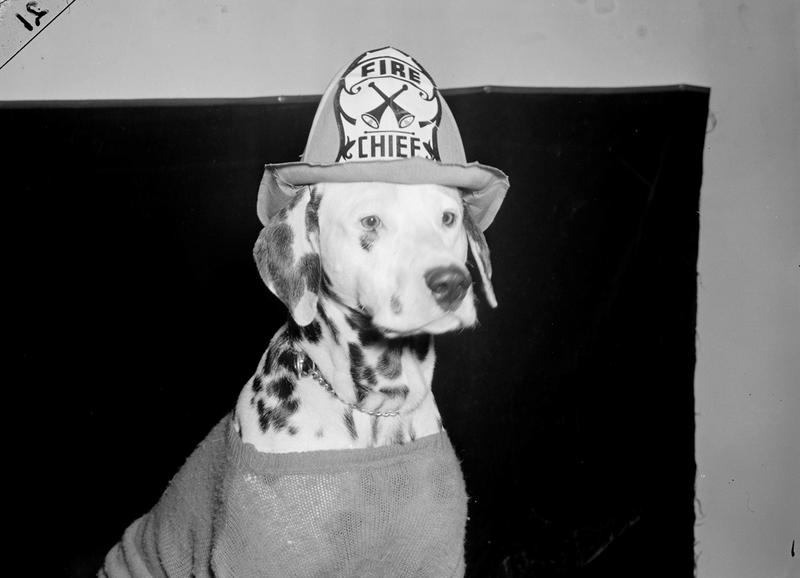 Illustration for article titled Even In The 1900s, Humans Were Obsessed With Photos Of Dogs In Clothes
